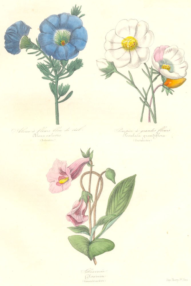 BOTANICALS. Alona coelestis; portulaca grandiffora;  1852 old antique print